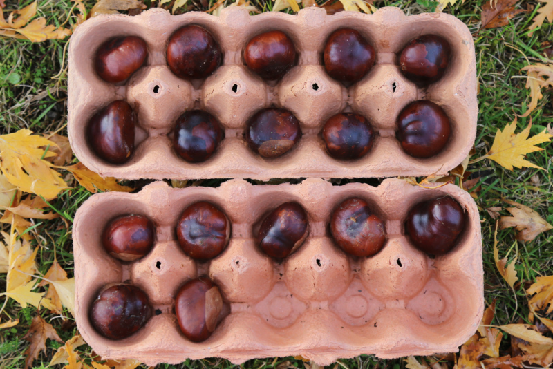 17 conkers in a ten frame for visual maths activity