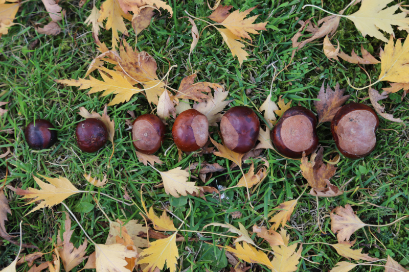 conkers in a line smallest to biggest
