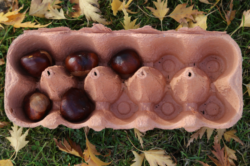 5 conkers in a ten frame for visual maths activity