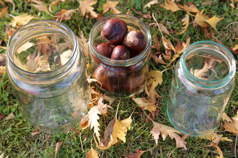 one jar full of conkers, two other jars of different sizes for estimation activity