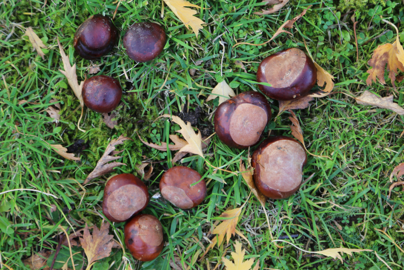 9 conkers in a ten frame for visual maths activity