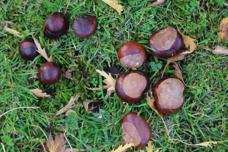 9 conkers in a ten frame, 4 in one row and 5 in another, for visual maths activity