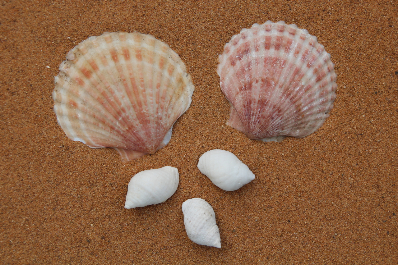 5 shells to subitise see the number five at a glance