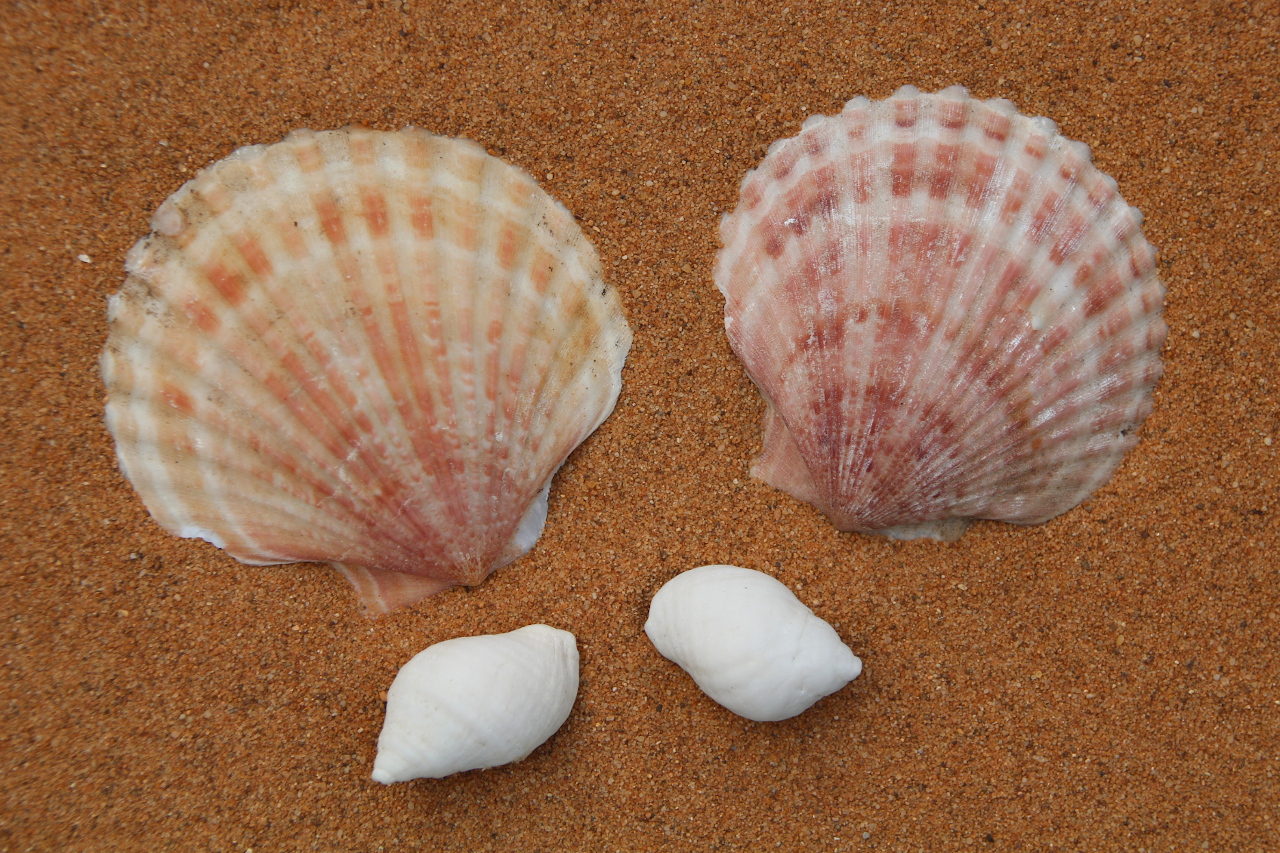 4 shells to subitise see the number four at a glance